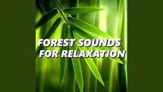 Peaceful Forest Sounds