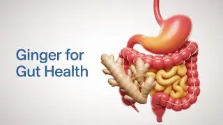 Why Ginger is a Universal Medicine for Your Gut & Health