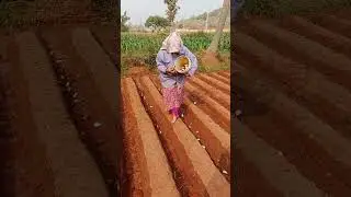 #farmer #trending #shorts# viral# village farming #hard work# plants సారీ కంద ముక్కలు సర్దుతున్నాం 🌾