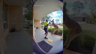 Kangaroo fighting a delivery man 😂😱 #hunting #hunting #kangaroo