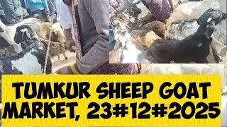 Tumkur sheep and goat market@ agrianimals, 23#12#2025