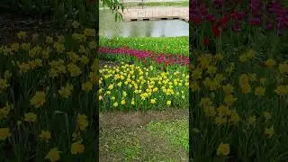 Весенняя красота в парке Победы Белгорода. Spring beauty in Belgorod Victory Park. #белгород