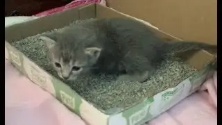 Приучение к лотку для трёхнедельных котят и подарки для котят - №12 - Социализация спасённых котят