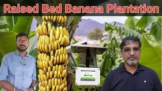 Intercropping bananas in raised beds within a coconut farm | Grotron | Farmagain | Benjamin Raja