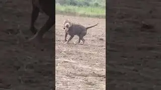 dogs#funnys#dogsfunnys#amrican pittbull dogs#dog lovers#funny lovers#dogs work out#pittbulls workout