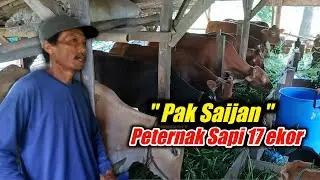 Pak SAIJAN || Peternak Sapi 17 ekor