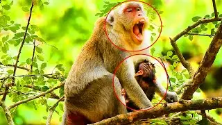 Updated Today! Jane Monkey So Tired After Giving A Birth Of Baby Jazzy!
