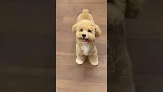 🐶🏃&zwj;♂️💨 Fastest Dog Reactions Ever Caught on Camera! 📸🔥