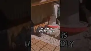 An Awesome Mysterious Singer