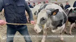 DILBEEK 2025