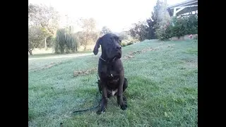 CANE CORSO  KONG TRENING OSNOVA POSLUŠNOSTI