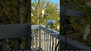Cockatoo Remarkable behaviors! 🤣🤣🤣 #parrot #birds #tricks