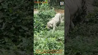 White Tiger walking in forest #tiger #whitetiger #bagh #wildanimals #wildanimal #animals