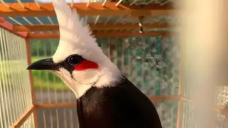Đi bẫy chim ch&agrave;o m&agrave;o chiều ng&agrave;y 25 th&aacute;ng 10 năm 2025
