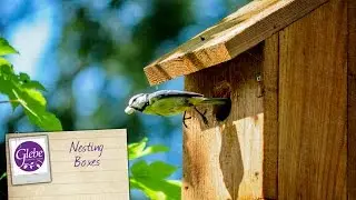 Everything you need to know about bird nesting boxes