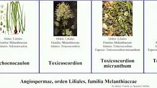 Angiospermae, orden Liliales, familia Melanthiaceae del elegans yerba planta angiosperms decipiens