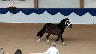 Hengstkörung Süddeutsches Kaltblut München-Riem 2017: Hengst Gladiator II Freilaufen