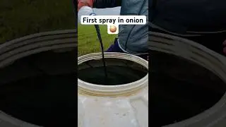 First spray in onion 🧅 🔥😎 #onion #farming #spray #firstvlog #trending #follow
