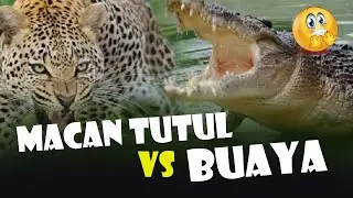 Macan Tutul Vs. Buaya 😱😱#animalworld #harimau #macantutul #buaya