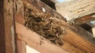 Call 626-344-2464|Termite Damage Drywood Tent vs Orange Oil Pasadena