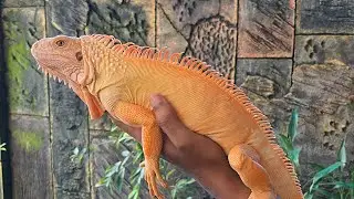 The beautiful of red albino iguana | ASMR satisfying my beauty iguana. 