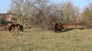 Geuzenwaard Exmoor Pony's opname
