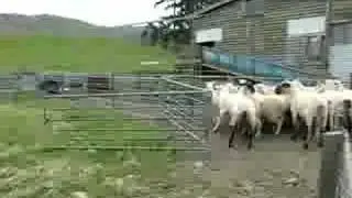 Barking Sheepdog in Fairlie, NZ
