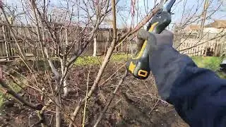 Curățarea piersicului 🍑✂️