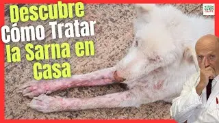 💝 DESCUBRE CÓMO TRATAR LA SARNA DEL PERRO EN CASA 💝