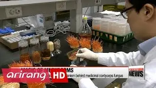 Cordyceps mushroom could help protect humans from flu