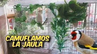 CRÍA DE JILGUEROS EN CAUTIVIDAD, CUBRIMOS LA JAULA