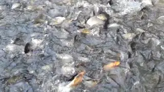 Live Fish Feeding in Big Lake || Large Fish Farming Business in Bangladesh