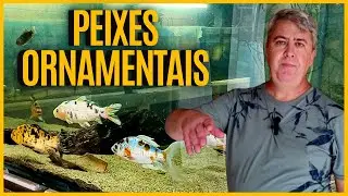 CRIAÇÃO de PEIXES ORNAMENTAIS | no quintal de casa