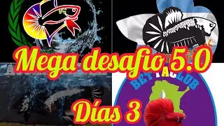 Porque algunos Bettas crecen más rápidos que otros?