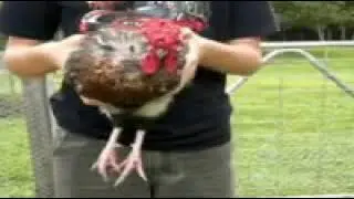 3 AXIS STABILIZATION ROOSTER HEAD