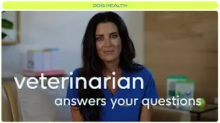 ASK A VET: Dr. Juli answers your questions about dogs