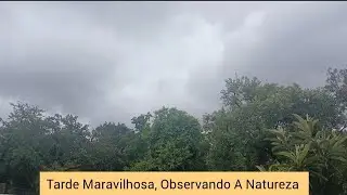 TARDE MARAVILHOSA, OBSERVANDO A NATUREZA 