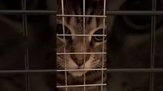 Trying to Put My Cat in the Carrier (The 