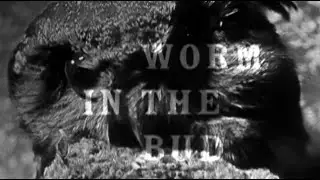 Armchair Theatre - Worm in the Bud (1959) by John D. Stewart & Charles Jarrott