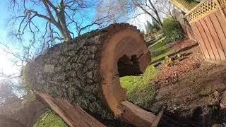 Uprooted Hollow Oak Tree Removal