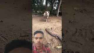 Dog and saf 🐍 #animation #animals #duckadventures #duck #quranshortvideo