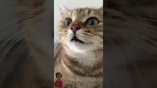 Meau meau #meau #cat #catvideos #catshorts