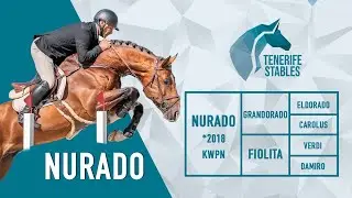 Nurado, 5y old KWPN stallion by Grandorado TN x Verdi, 3 rring prospesct, licensed for breeding