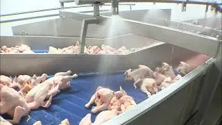Les secrets du poulet premier prix