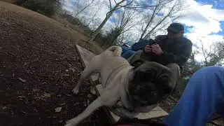 Black Pug (Chief) at the Hampton Roads Pug Meetup Norfolk VA, January 5th, 2019