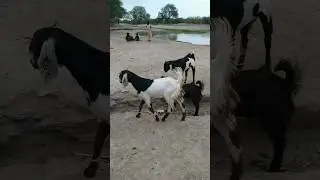 goat family goat meeting