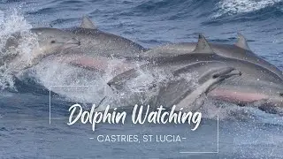 SUPERPOD OF FRASER'S DOLPHINS | DOLPHIN WATCHING | CASTRIES, ST LUCIA