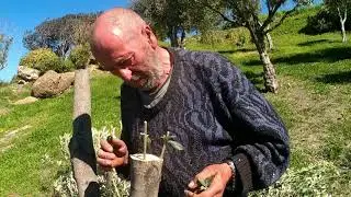 Olijfbomen enten