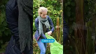 Protect your banana plant in winter! #gardening #winter #exoticplants