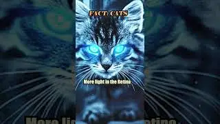 Why do Cats eyes GLOW? #education #cats #animals